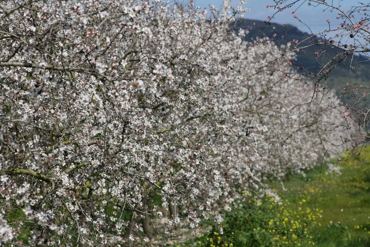 138 Finca Els Olivers Et1083 By Mallorca Charme Alcudia  Alcudia (Mallorca)