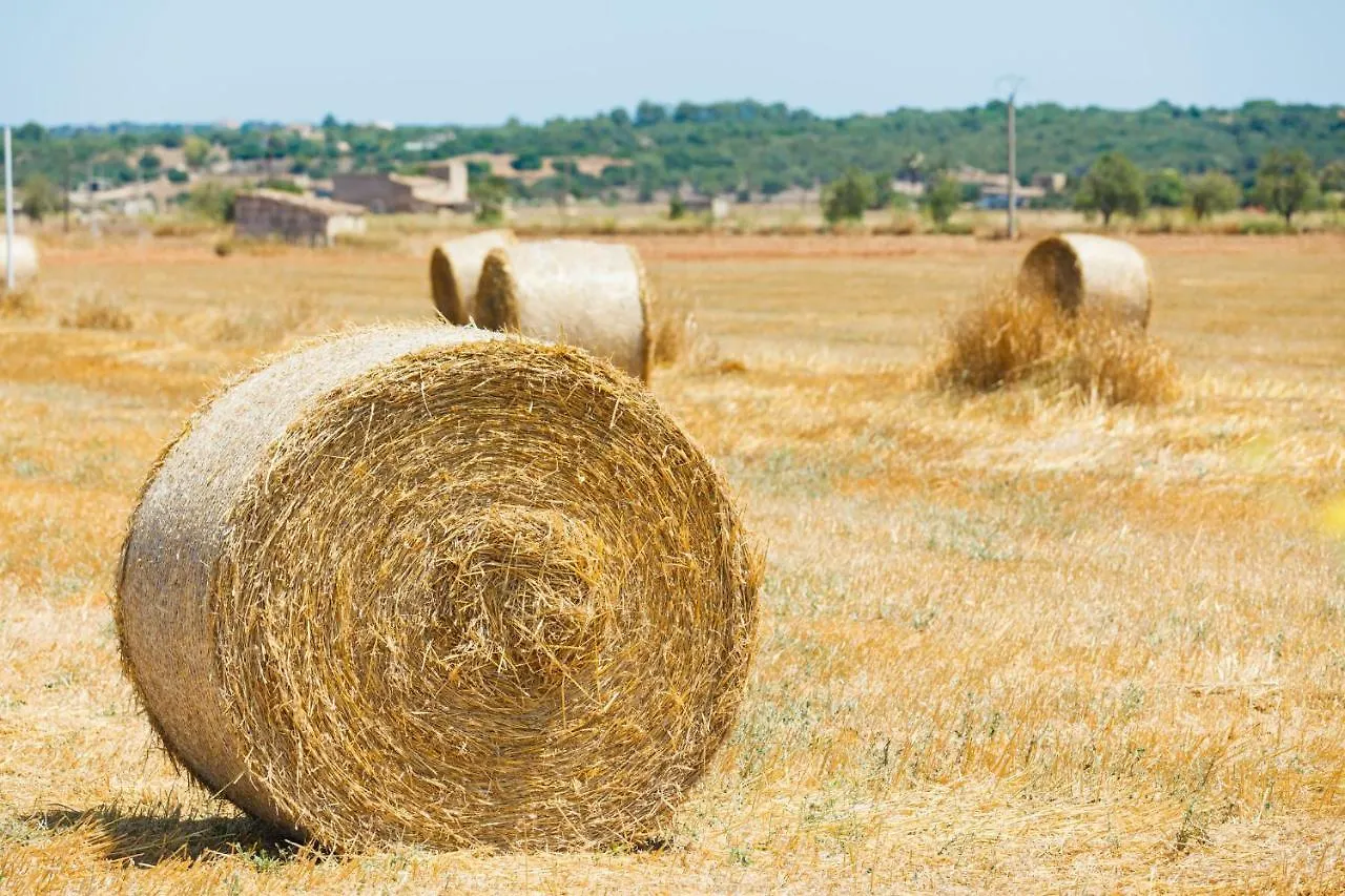 138 Finca Els Olivers Et1083 By Mallorca Charme Alcudia